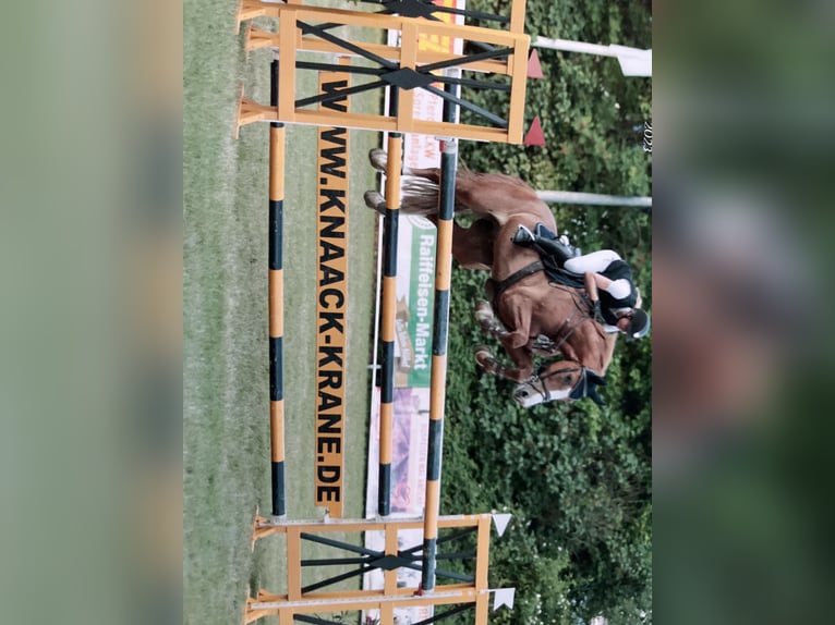 Belgijski koń gorącokrwisty Wałach 11 lat 168 cm Kasztanowata in Heiden