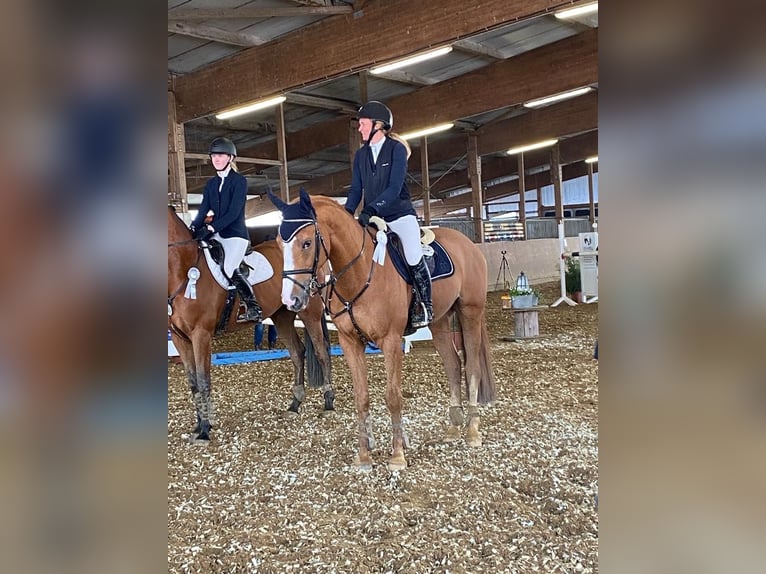 Belgijski koń gorącokrwisty Wałach 11 lat 168 cm Kasztanowata in Heiden