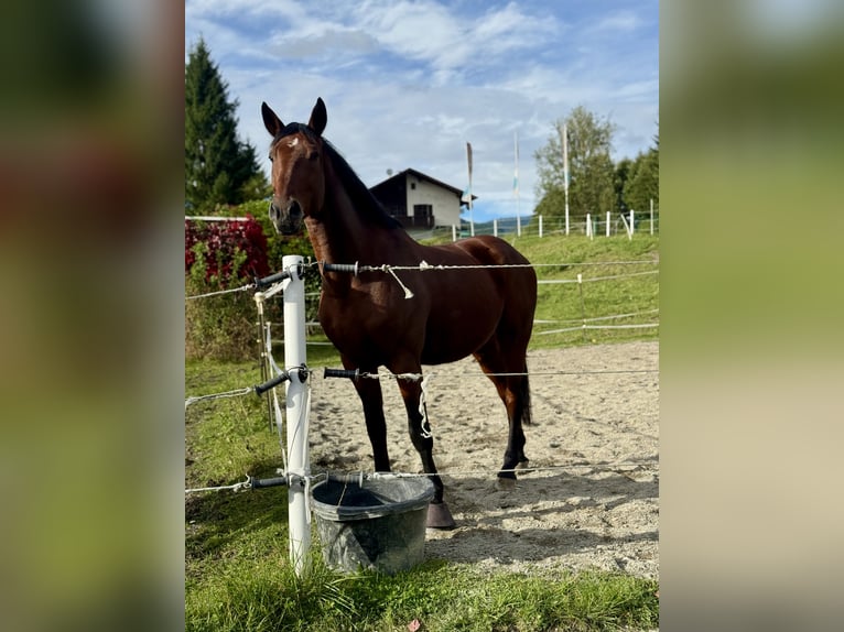 Belgijski koń gorącokrwisty Wałach 11 lat 170 cm Gniada in Achenkirch