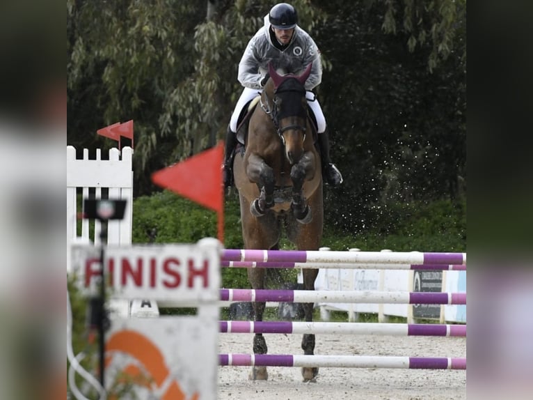 Belgijski koń gorącokrwisty Wałach 11 lat 170 cm Gniada in Napoli