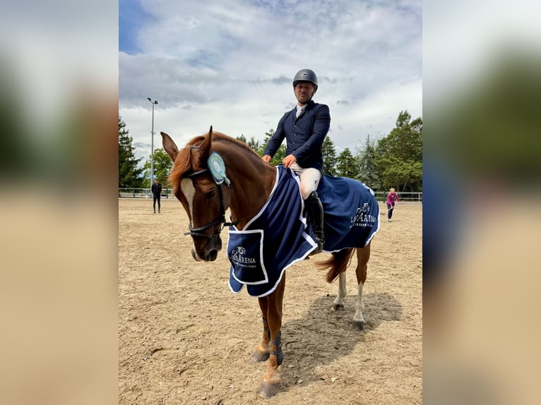 Belgijski koń gorącokrwisty Wałach 12 lat 168 cm in Ostopovice