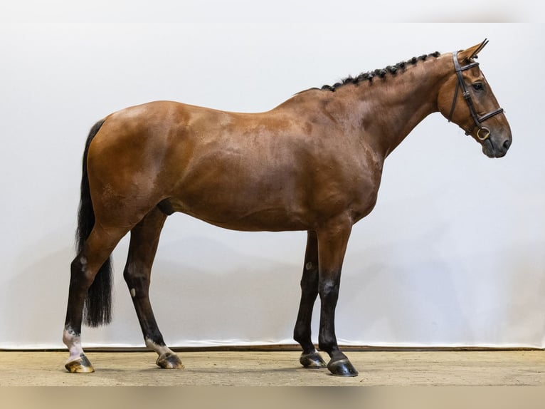 Belgijski koń gorącokrwisty Wałach 12 lat 169 cm Gniada in Waddinxveen