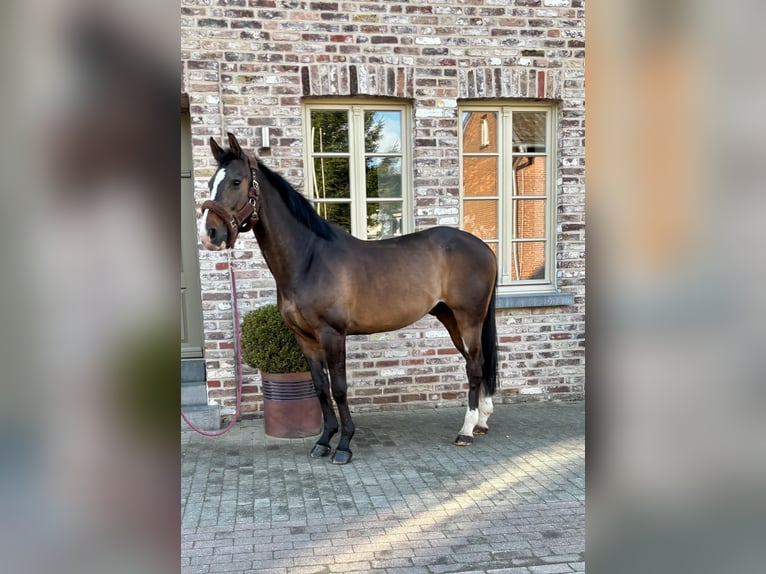 Belgijski koń gorącokrwisty Wałach 12 lat 172 cm Ciemnogniada in Schwalmtal