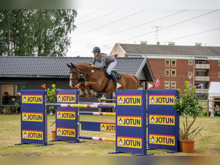 Belgijski koń gorącokrwisty Wałach 12 lat 172 cm Ciemnokasztanowata in Sannidal