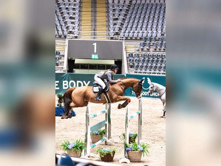 Belgijski koń gorącokrwisty Wałach 12 lat 172 cm Ciemnokasztanowata in Sannidal