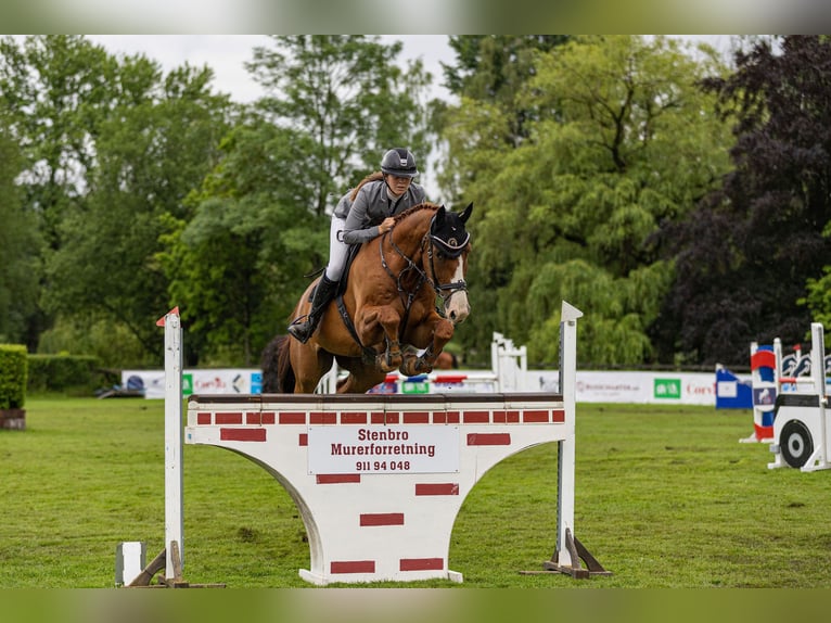 Belgijski koń gorącokrwisty Wałach 12 lat 172 cm Ciemnokasztanowata in Sannidal