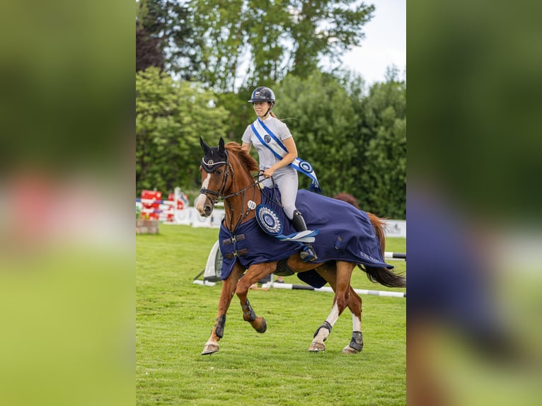 Belgijski koń gorącokrwisty Wałach 12 lat 172 cm Ciemnokasztanowata in Sannidal