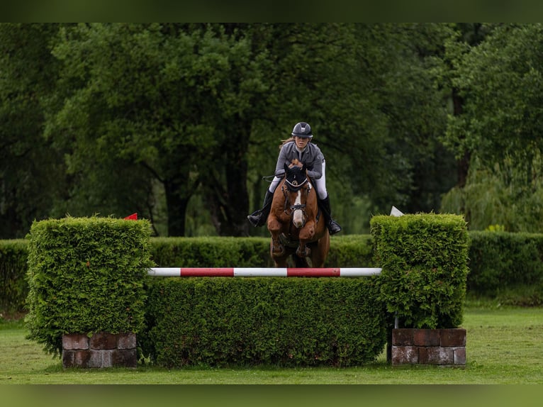 Belgijski koń gorącokrwisty Wałach 12 lat 172 cm Ciemnokasztanowata in Sannidal