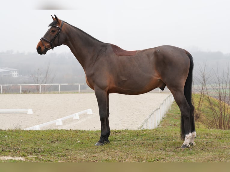 Belgijski koń gorącokrwisty Wałach 12 lat 172 cm Gniada in Nagytarcsa