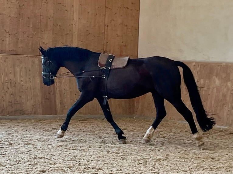 Belgijski koń gorącokrwisty Wałach 12 lat 172 cm Kara in Renchen