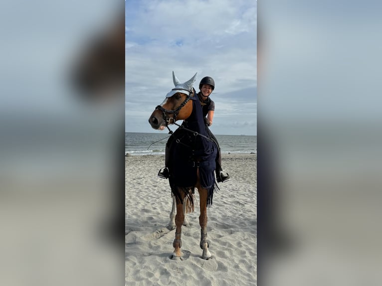 Belgijski koń gorącokrwisty Wałach 12 lat 173 cm Kasztanowata in Stadskanaal