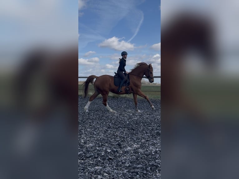 Belgijski koń gorącokrwisty Wałach 12 lat 173 cm Kasztanowata in Stadskanaal