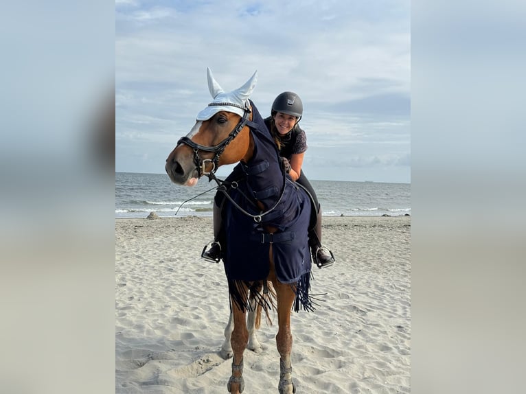 Belgijski koń gorącokrwisty Wałach 12 lat 173 cm Kasztanowata in Stadskanaal