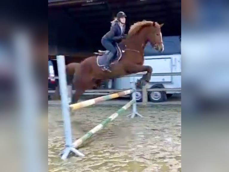 Belgijski koń gorącokrwisty Wałach 13 lat 165 cm Kasztanowata in Bornem