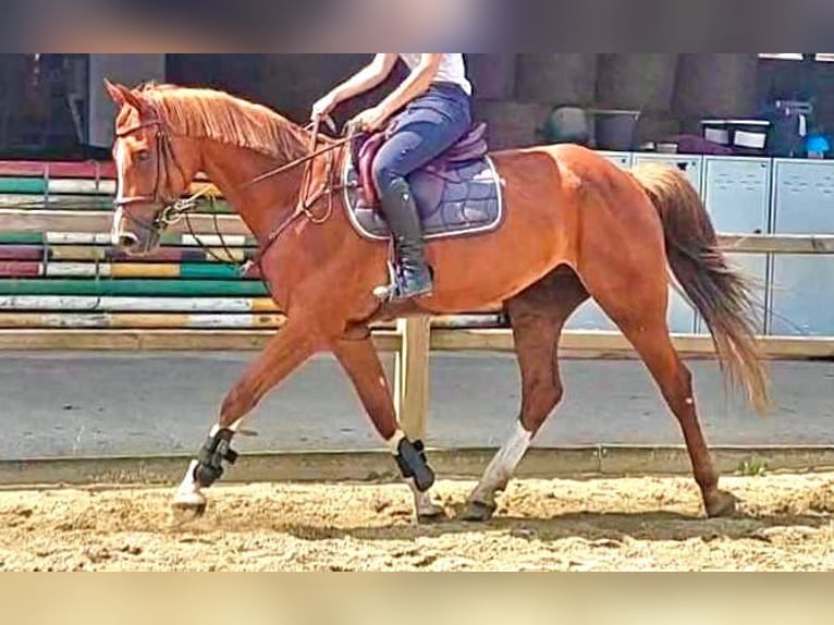 Belgijski koń gorącokrwisty Wałach 13 lat 165 cm Kasztanowata in Bornem