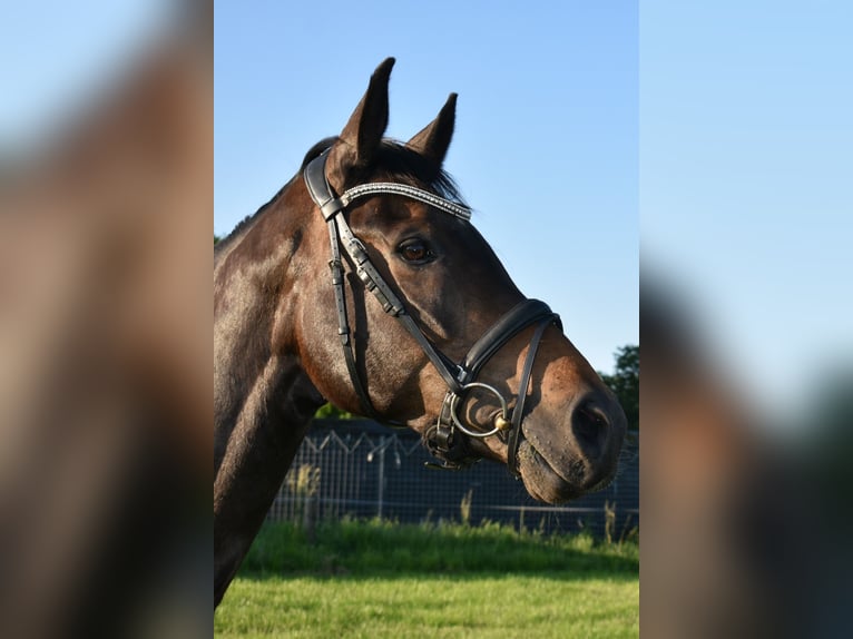 Belgijski koń gorącokrwisty Wałach 13 lat 169 cm Ciemnogniada in Vorselaar