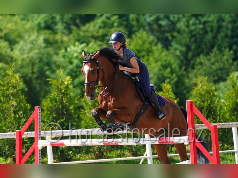 Belgijski koń gorącokrwisty Wałach 13 lat 169 cm Gniada in Kladno