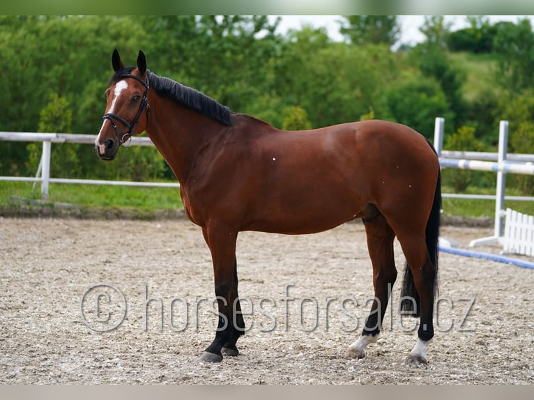 Belgijski koń gorącokrwisty Wałach 13 lat 169 cm Gniada in Kladno