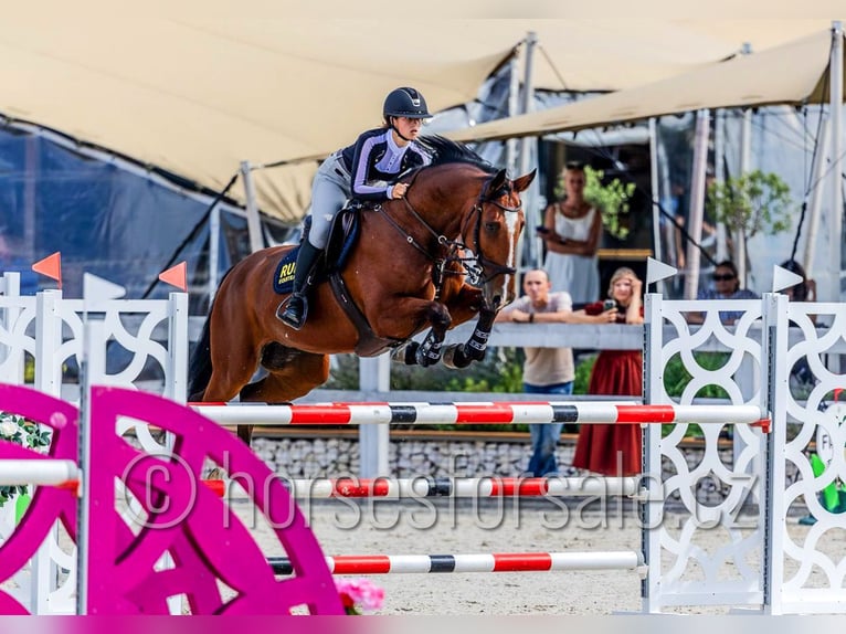 Belgijski koń gorącokrwisty Wałach 13 lat 169 cm Gniada in Kladno