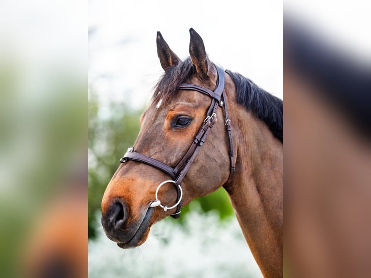 Belgijski koń gorącokrwisty Wałach 13 lat 172 cm Gniada in Lubstów