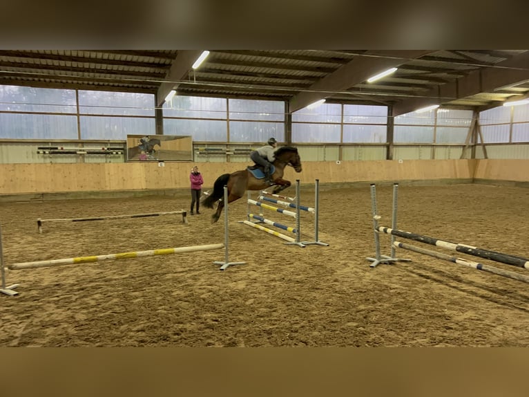 Belgijski koń gorącokrwisty Mix Wałach 14 lat 155 cm Gniada in Balingen