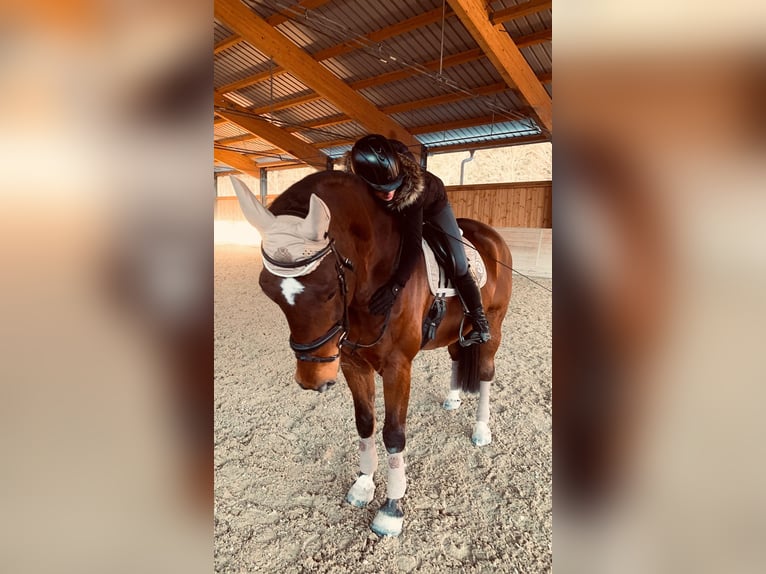 Belgijski koń gorącokrwisty Wałach 14 lat 170 cm Gniada in Vöcklabruck