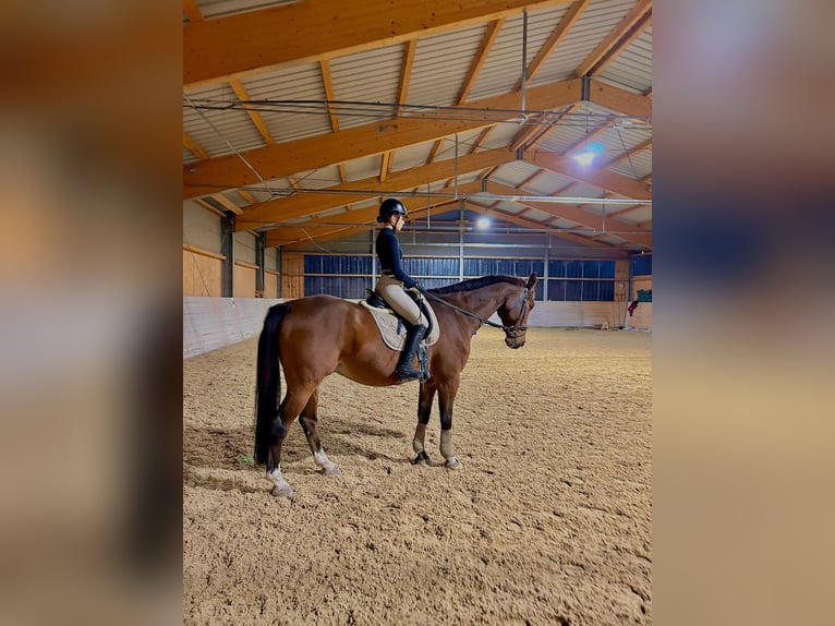 Belgijski koń gorącokrwisty Wałach 14 lat 170 cm Gniada in Vöcklabruck