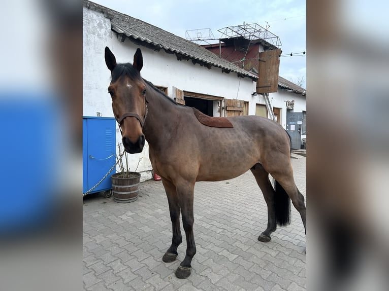 Belgijski koń gorącokrwisty Wałach 14 lat 170 cm Gniada in Robercin