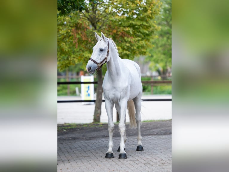 Belgijski koń gorącokrwisty Wałach 14 lat 174 cm Siwa in Kaulille