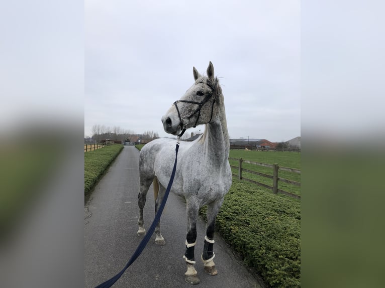 Belgijski koń gorącokrwisty Wałach 14 lat 182 cm Siwa in Zedelgem