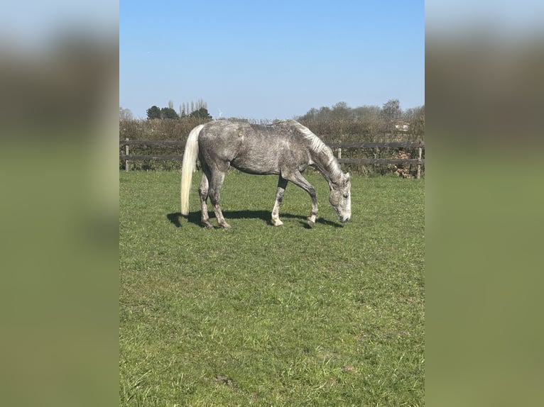 Belgijski koń gorącokrwisty Wałach 14 lat 182 cm Siwa in Zedelgem