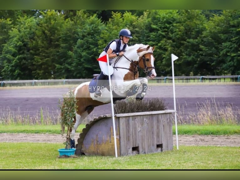 Belgijski koń gorącokrwisty Wałach 15 lat 148 cm in Tielt