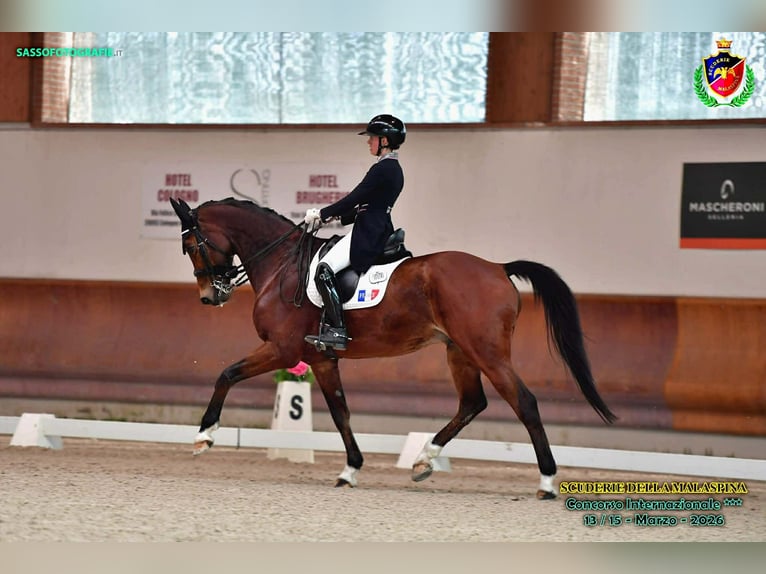 Belgijski koń gorącokrwisty Wałach 15 lat 168 cm Gniada in Haute Savoie