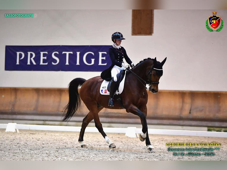 Belgijski koń gorącokrwisty Wałach 15 lat 168 cm Gniada in Haute Savoie