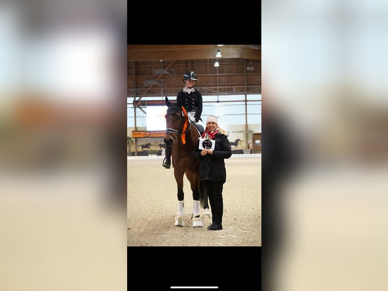 Belgijski koń gorącokrwisty Wałach 15 lat 168 cm Gniada in Haute Savoie