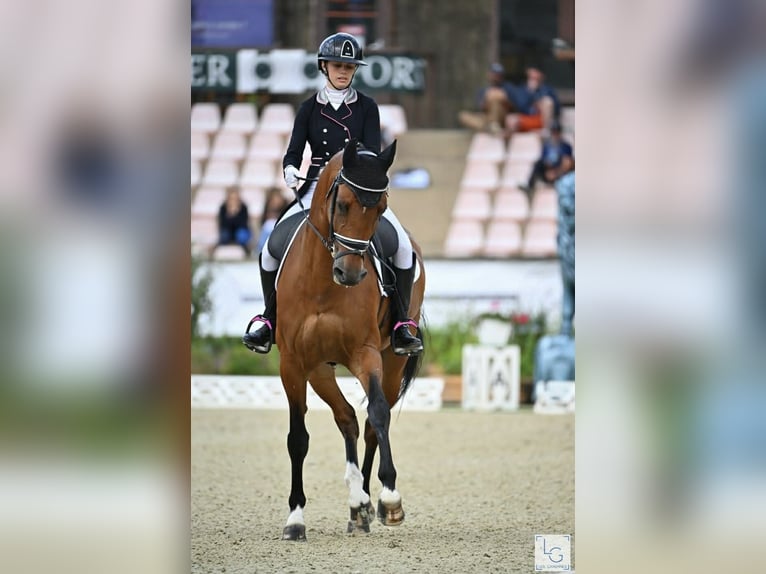 Belgijski koń gorącokrwisty Wałach 15 lat 168 cm Gniada in Haute Savoie