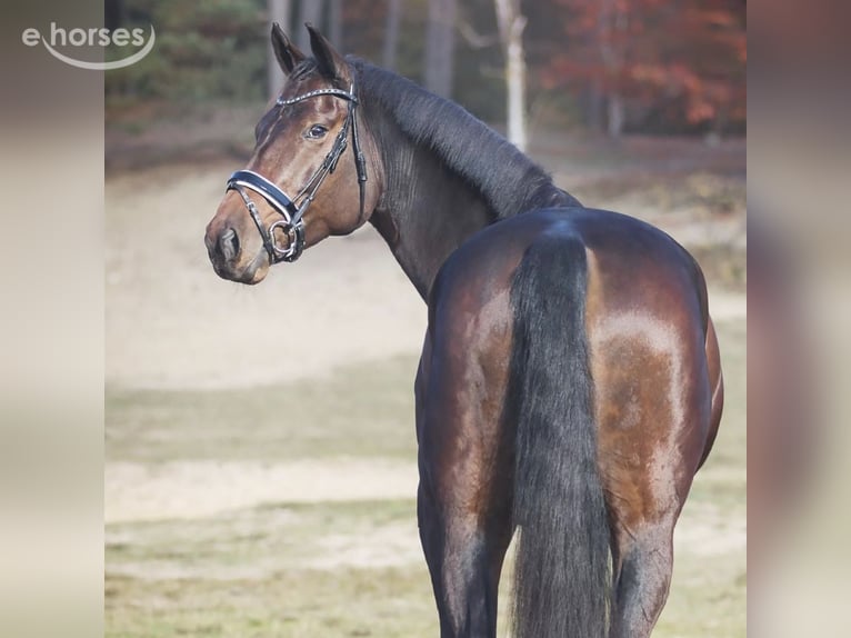 Belgijski koń gorącokrwisty Wałach 15 lat 176 cm Ciemnogniada in Fijnaart