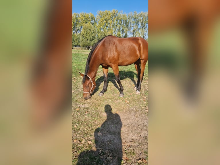 Belgijski koń gorącokrwisty Wałach 2 lat 163 cm Gniada in Liezele