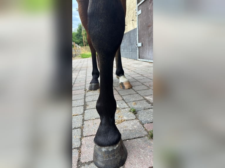 Belgijski koń gorącokrwisty Wałach 3 lat 154 cm Gniada in GROTE-BROGEL