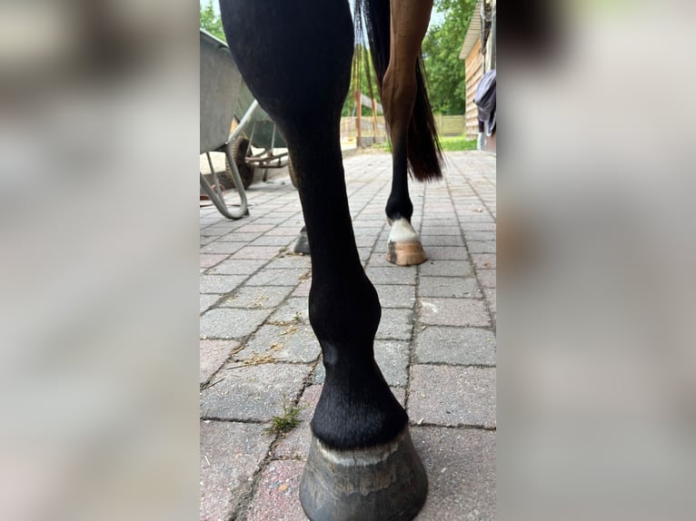 Belgijski koń gorącokrwisty Wałach 3 lat 154 cm Gniada in GROTE-BROGEL