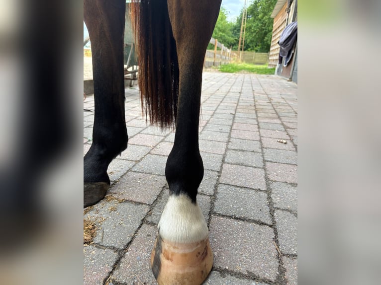 Belgijski koń gorącokrwisty Wałach 3 lat 154 cm Gniada in GROTE-BROGEL
