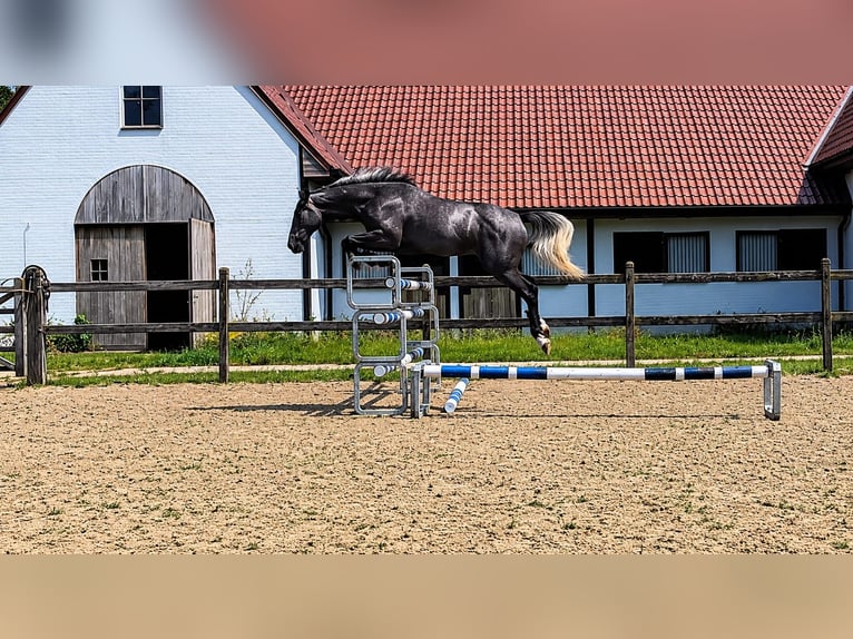 Belgijski koń gorącokrwisty Wałach 3 lat 158 cm Siwa in Moerzeke