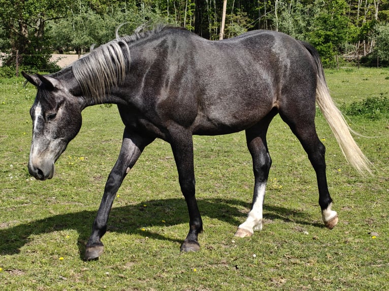 Belgijski koń gorącokrwisty Wałach 3 lat 161 cm Stalowosiwy in Moerzeke