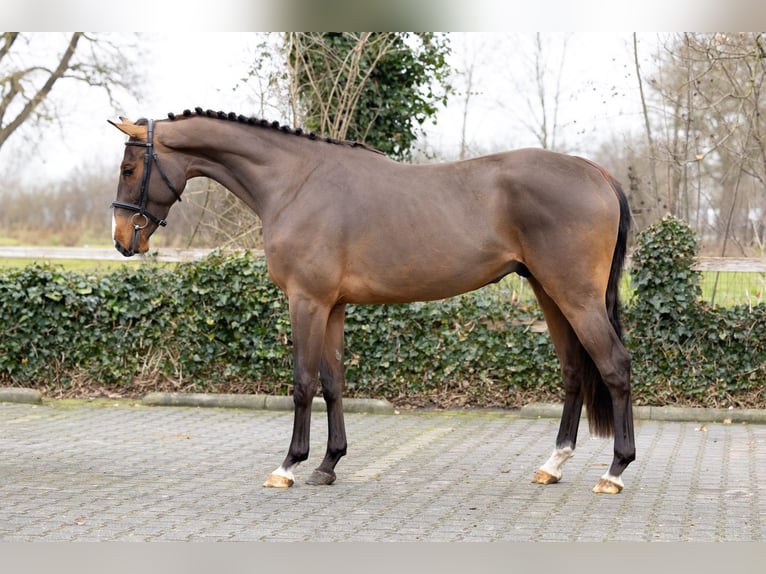 Belgijski koń gorącokrwisty Wałach 3 lat 164 cm  in Heerde