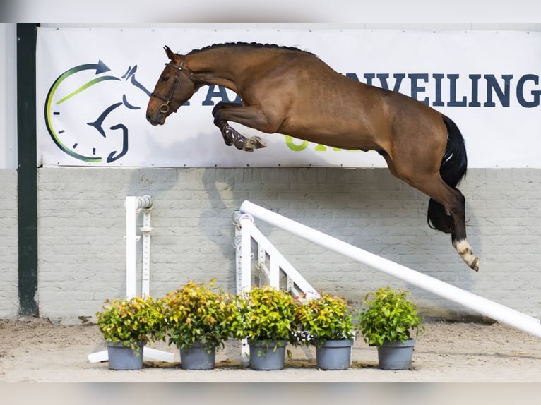 Belgijski koń gorącokrwisty Wałach 3 lat 165 cm  in Heerde
