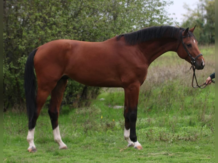 Belgijski koń gorącokrwisty Wałach 3 lat 168 cm Gniada in Noville