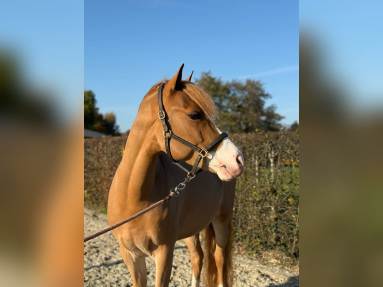 Belgijski koń gorącokrwisty Wałach 4 lat 144 cm Kasztanowata in Den Ham