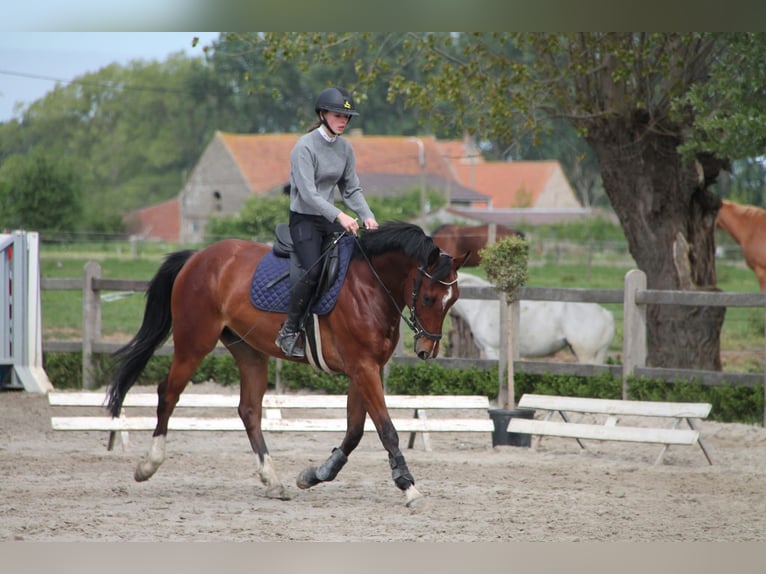 Belgijski koń gorącokrwisty Wałach 4 lat 160 cm Gniada in damme