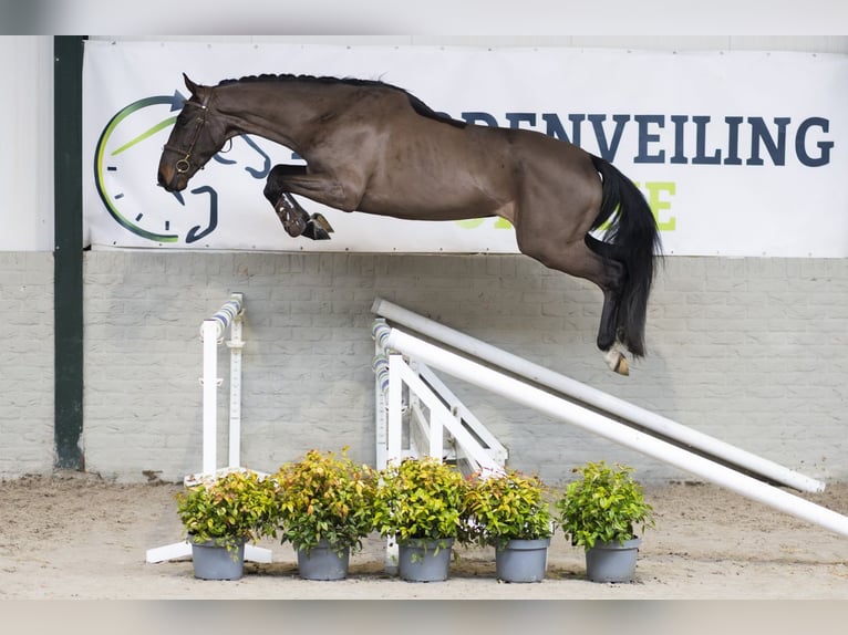 Belgijski koń gorącokrwisty Wałach 4 lat 163 cm  in Heerde