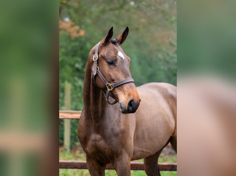 Belgijski koń gorącokrwisty Wałach 4 lat 164 cm  in GROTE-BROGEL